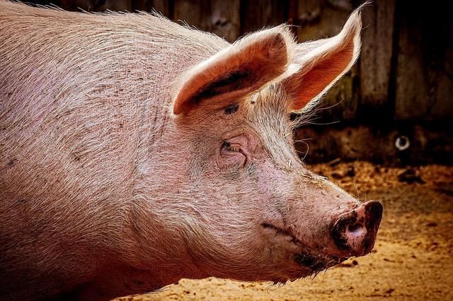 Eine Riesen Schweinerei in Rheine