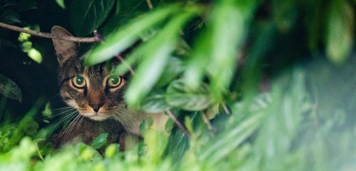 Jäger warnen vor Bedrohung der Artenvielfalt: »Wir kommen nicht darum herum, Katzen zu erlegen«