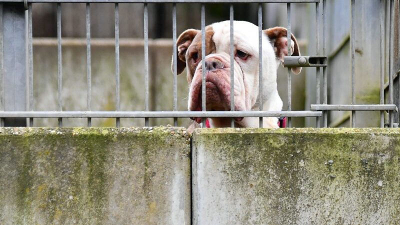 Tierheim Bochum vermittelt Hund – neun Jahre später trudelt die Nachricht ein