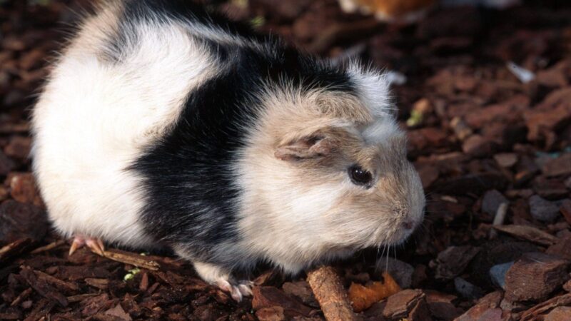 Tierheim Bochum: Mann gibt Meerschweinchen ab – was er sagt, jagt den Mitarbeitern einen kalten Schauer über den Rücken