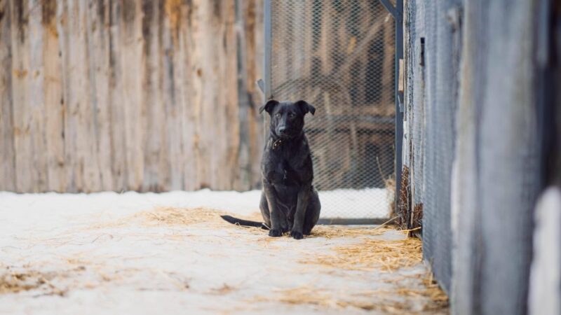 Tierheim Bochum nimmt Fundhund auf – dann kommt die traurige Wahrheit ans Licht!