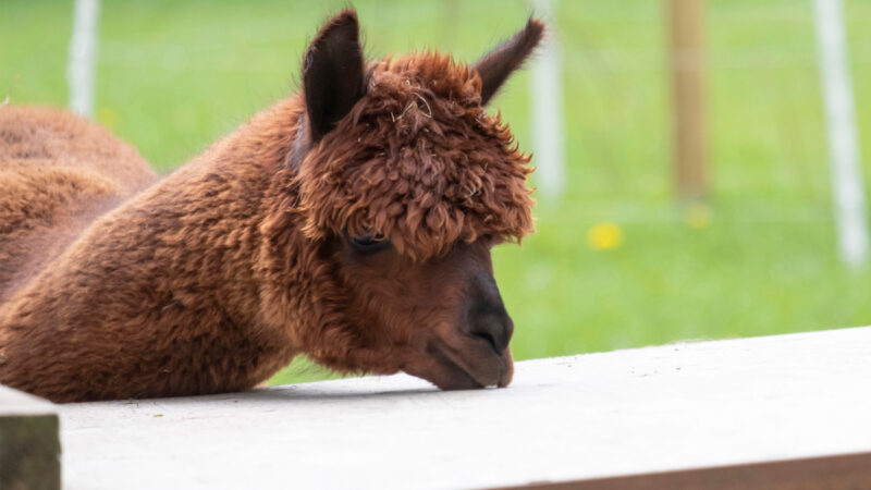 Zoo in NRW trauert um toten Besucherliebling – „Emotional belastende Entscheidung“