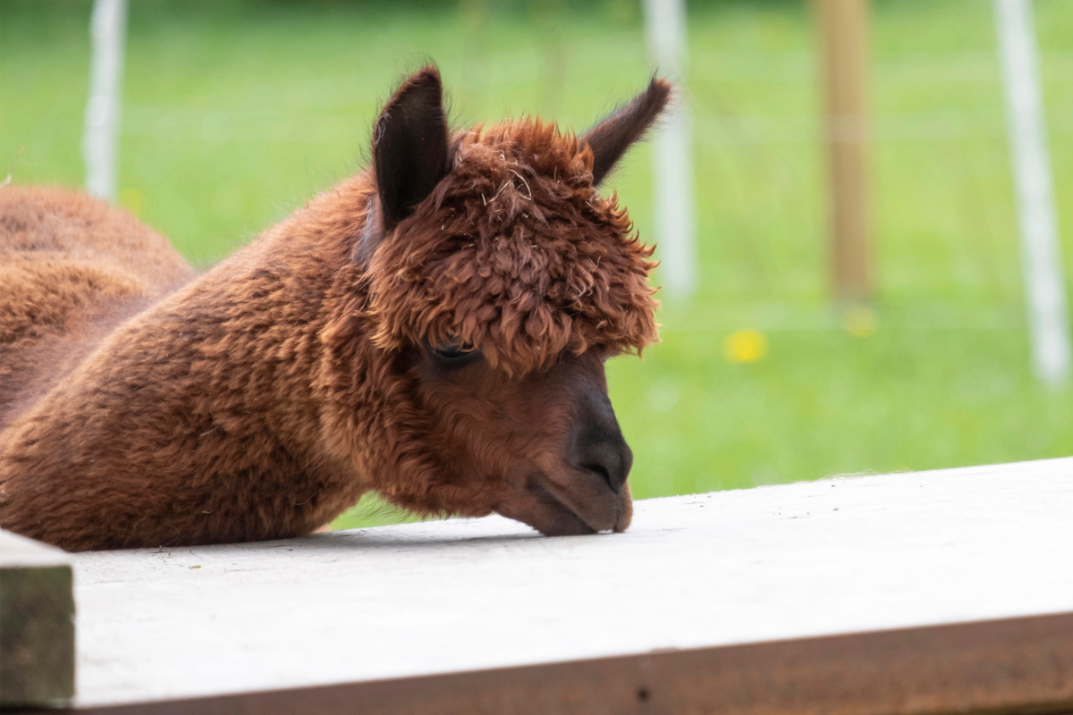 Zoo in NRW trauert um toten Besucherliebling – „Emotional belastende Entscheidung“