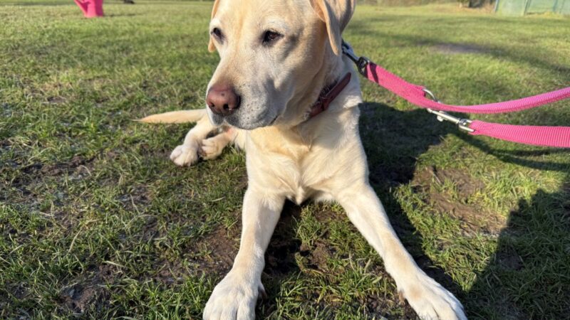 Tierheim Bochum nimmt Hund auf – Blick ins Ohr lässt Pfleger traurig zurück