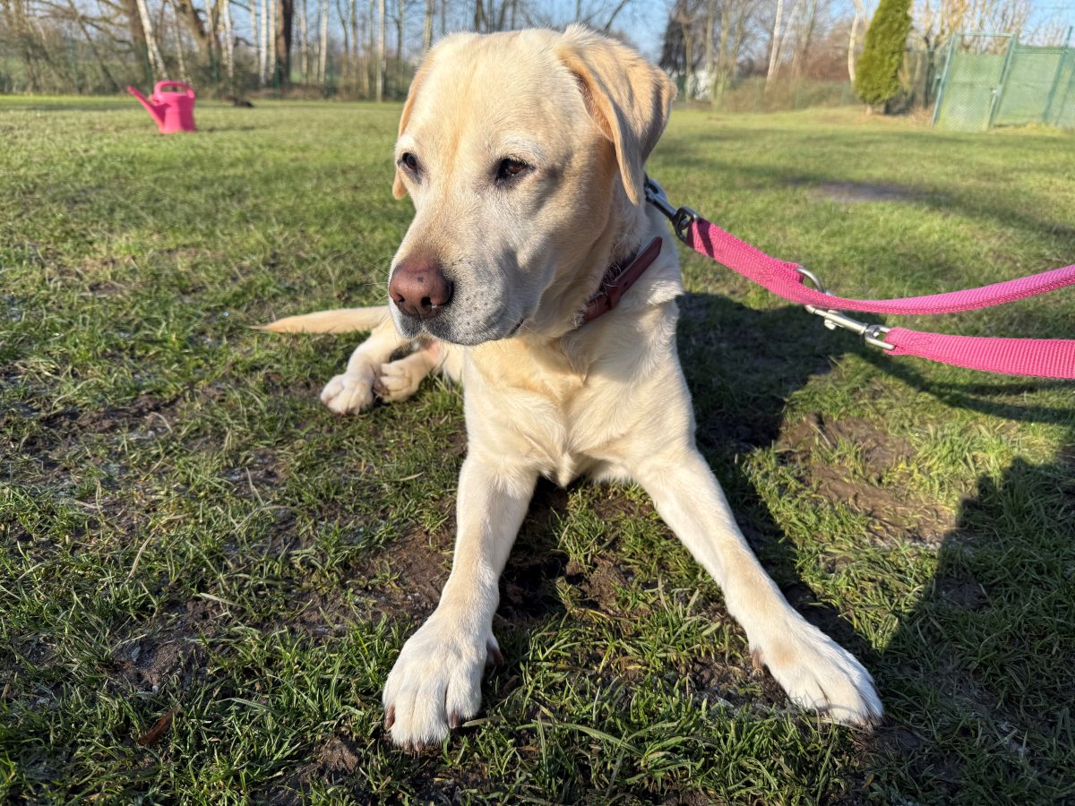 Tierheim Bochum nimmt Hund auf – Blick ins Ohr lässt Pfleger traurig zurück