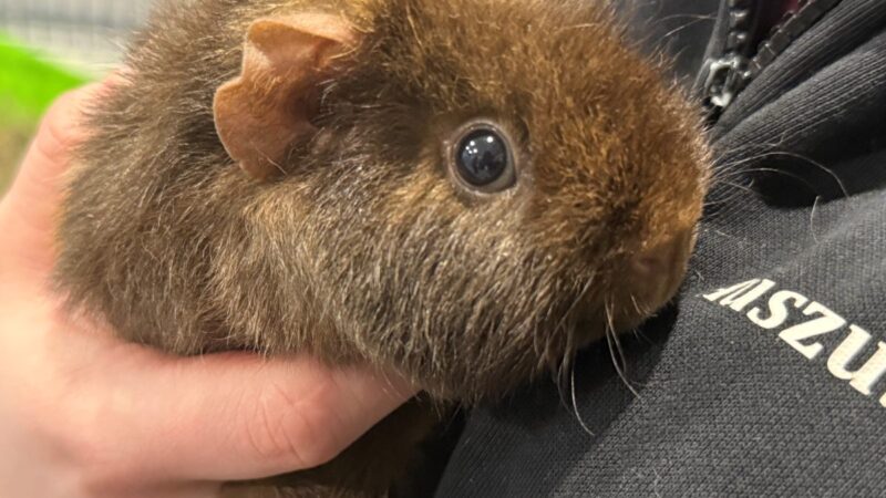Tierheim Bochum: Mann gibt Vierbeiner ab – was er dann sagt, macht Pfleger sprachlos
