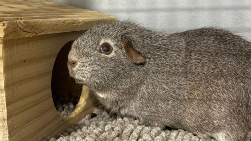 Fotos aus dem Tierheim Bochum zerreißen einem das Herz – „Schämt euch!“