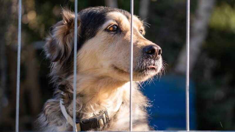 Besucher klingelt mit 500kg Gepäck an NRW-Tierheim – Mitarbeiter sind sprachlos