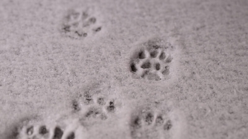 Tierheim Bochum entdeckt Spuren im Schnee – sofort beginnt das große Rätseln