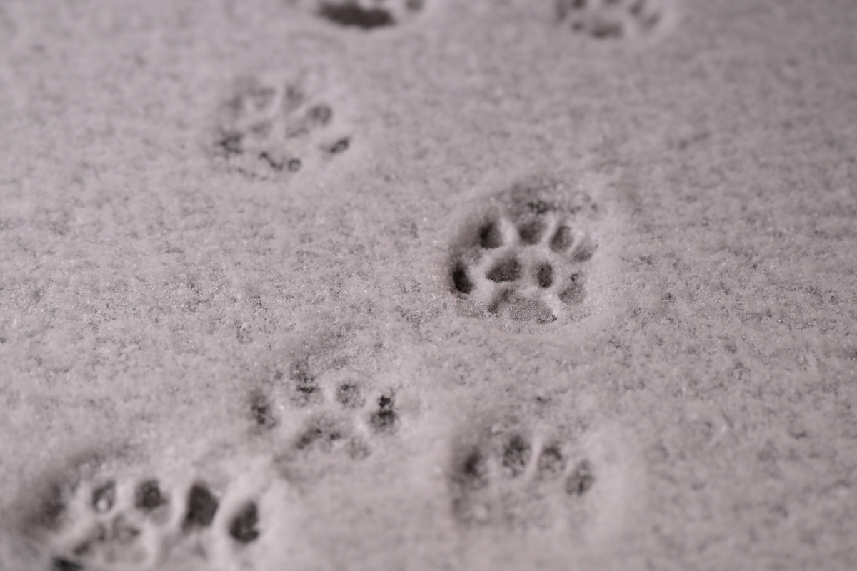Tierheim Bochum entdeckt Spuren im Schnee – sofort beginnt das große Rätseln