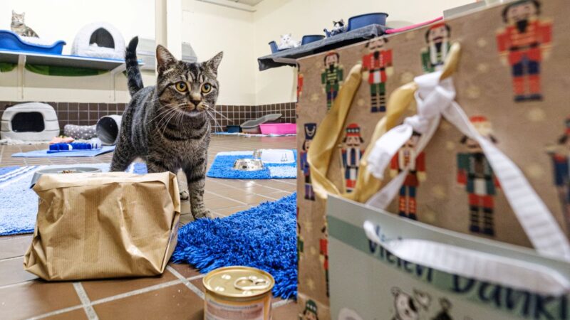 Tierheim Bochum öffnet Paket: „Der helle Wahnsinn“